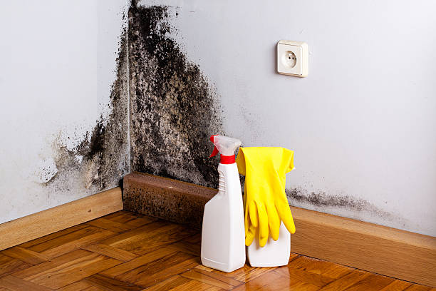 Best Mold Prevention Services  in New Hempstead, NY